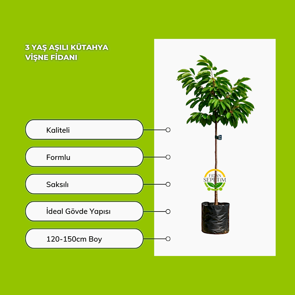 3 Yaş Aşılı Kütahya Vişne Fidanı