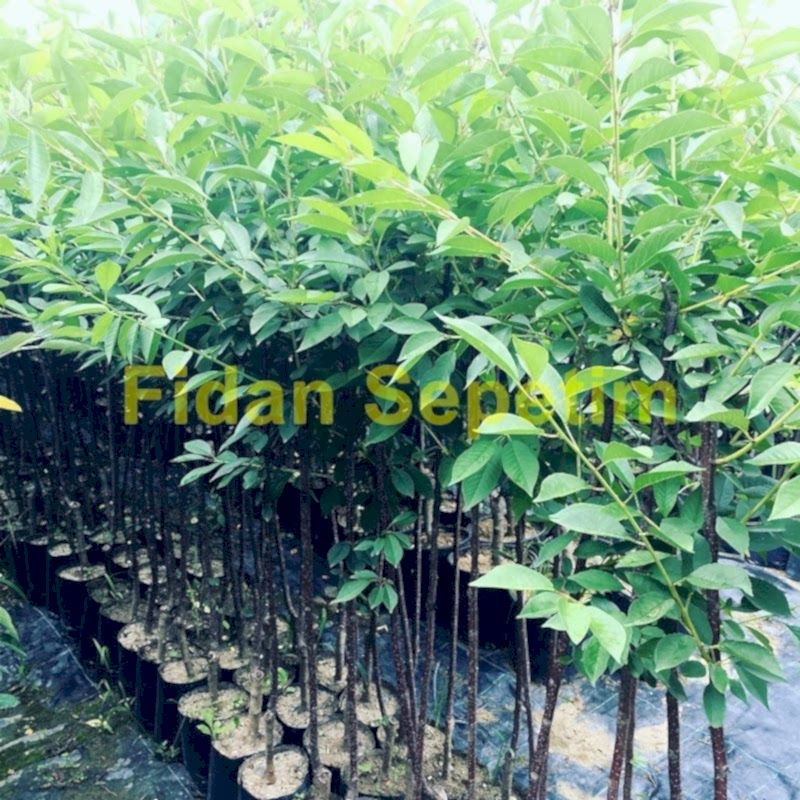 3 Yaş Aşılı Kütahya Vişne Fidanı