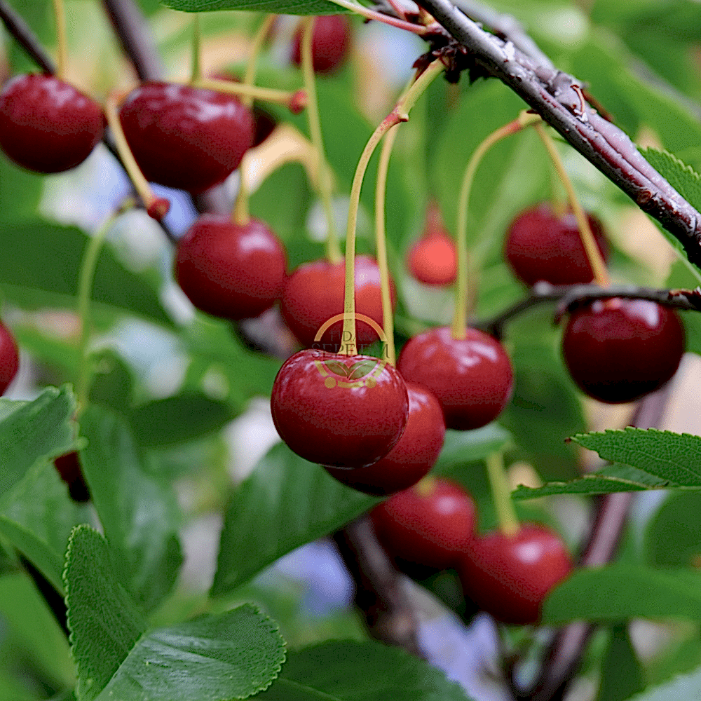 3 Yaş Aşılı Kütahya Vişne Fidanı