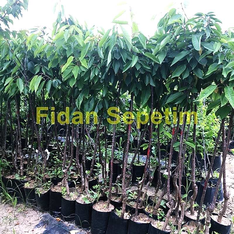 3 Yaş Aşılı Napolyon Kiraz Fidanı *Yarı Bodur*