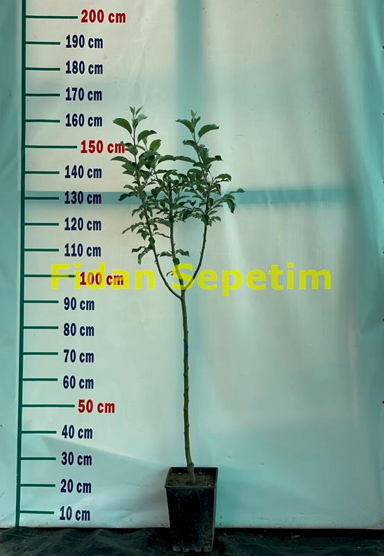 3 Yaş Aşılı Starkrimson Delicious Elma Fidanı *Yarı Bodur*