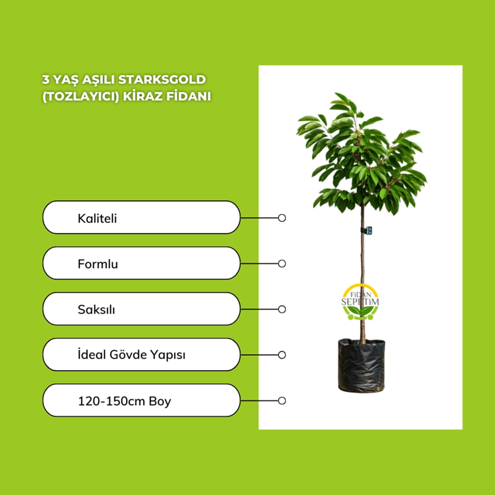 3 Yaş Aşılı Starksgold (Tozlayıcı) Kiraz Fidanı