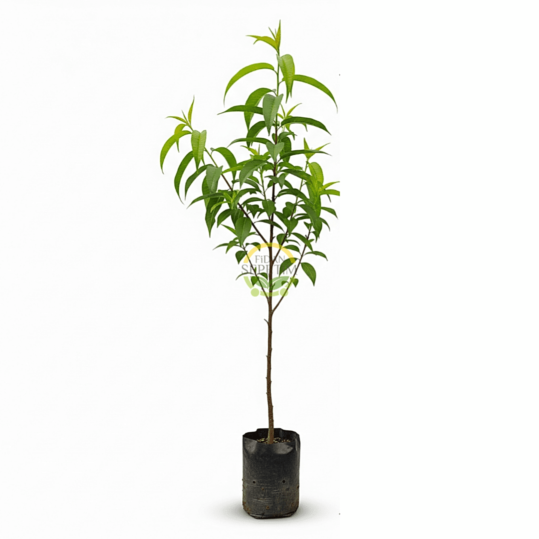 3 Yaş Aşılı Venüs Tüysüz Şeftali Fidanı (Nektarin)