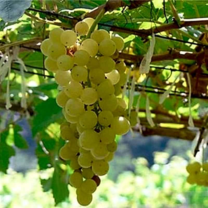 2 Yaş Balbal Üzüm Fidanı