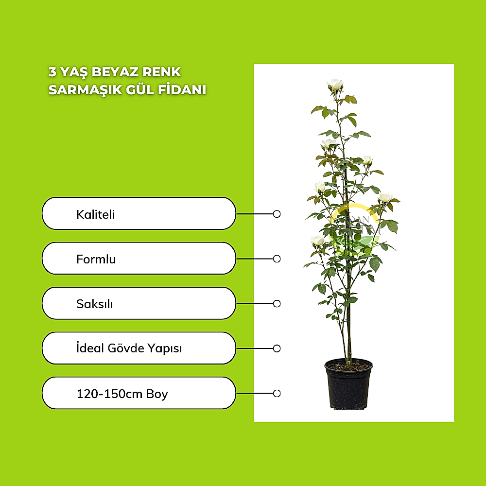 3 Yaş Beyaz Renk Sarmaşık Gül Fidanı