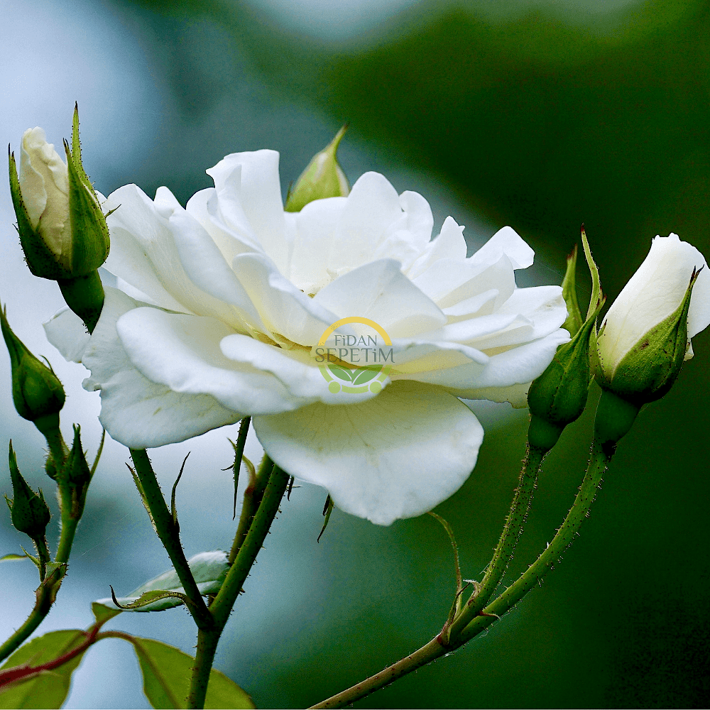 3 Yaş Beyaz Renk Sarmaşık Gül Fidanı