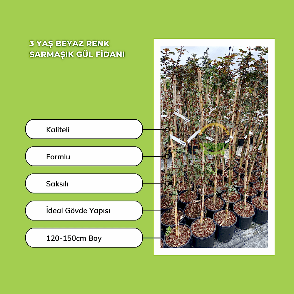 3 Yaş Beyaz Renk Sarmaşık Gül Fidanı