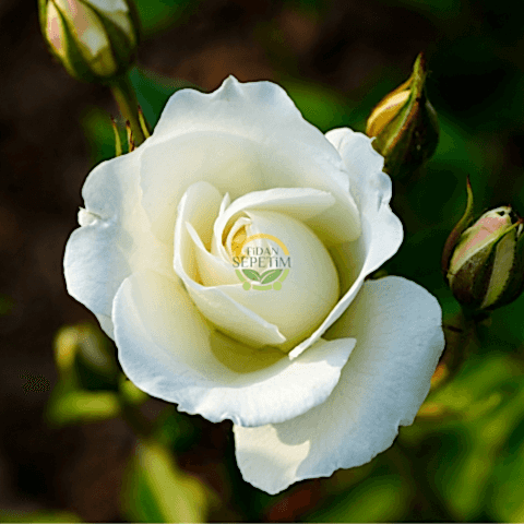 3 Yaş Beyaz Renk Sarmaşık Gül Fidanı