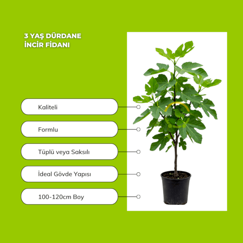 3 Yaş Bursa Dürdane İncir Fidanı