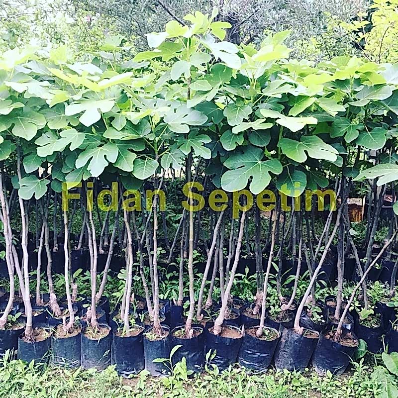 3 Yaş Bursa Dürdane İncir Fidanı