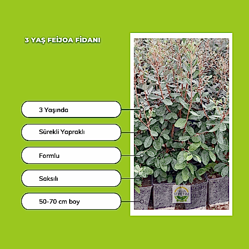 3 Yaş Feijoa Fidanı (Kaymak Ağacı-Acca sellowiana) *2adet*