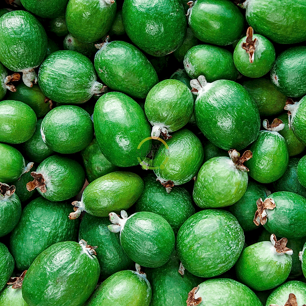 3 Yaş Feijoa Fidanı (Kaymak Ağacı-Acca sellowiana) *2adet*