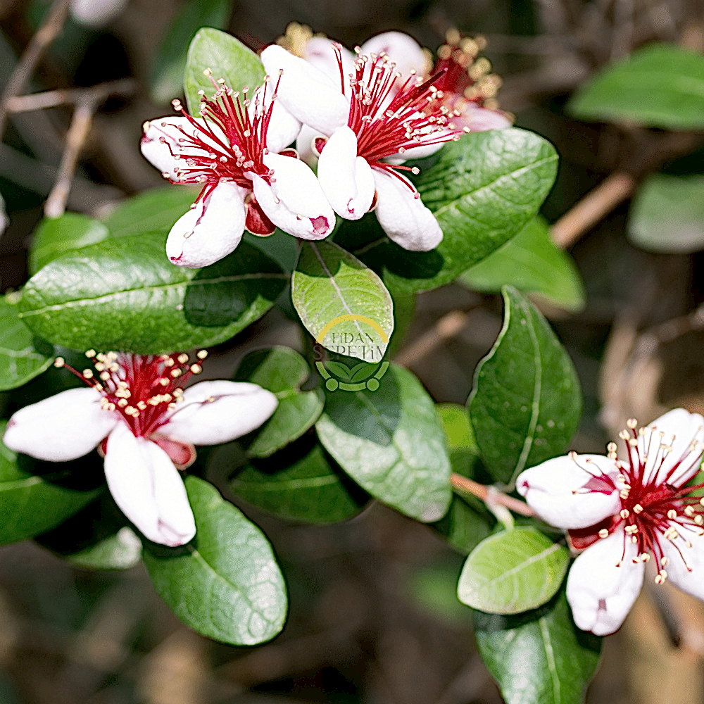 3 Yaş Feijoa Fidanı (Kaymak Ağacı-Acca sellowiana) *2adet*