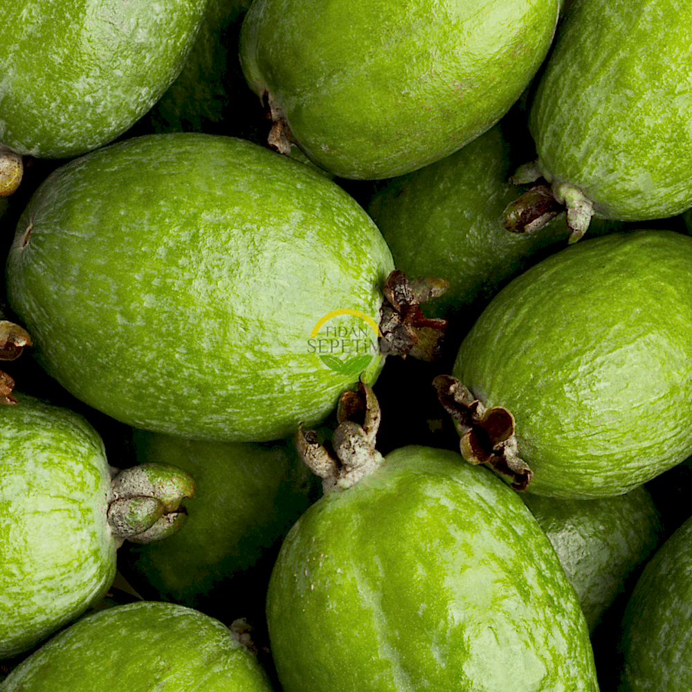 3 Yaş Feijoa Fidanı (Kaymak Ağacı-Acca sellowiana) *2adet*