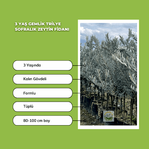 3 Yaş Gemlik Trilye Sofralık Zeytin Fidanı