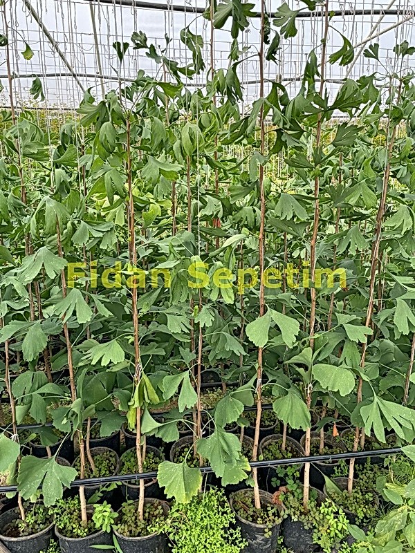 3 Yaş Ginkgo Biloba Mabet Ağacı Fidanı