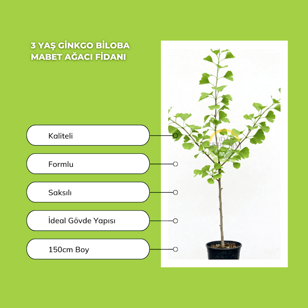 3 Yaş Ginkgo Biloba Mabet Ağacı Fidanı
