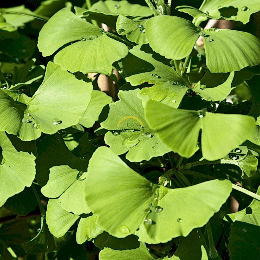 3 Yaş Ginkgo Biloba Mabet Ağacı Fidanı