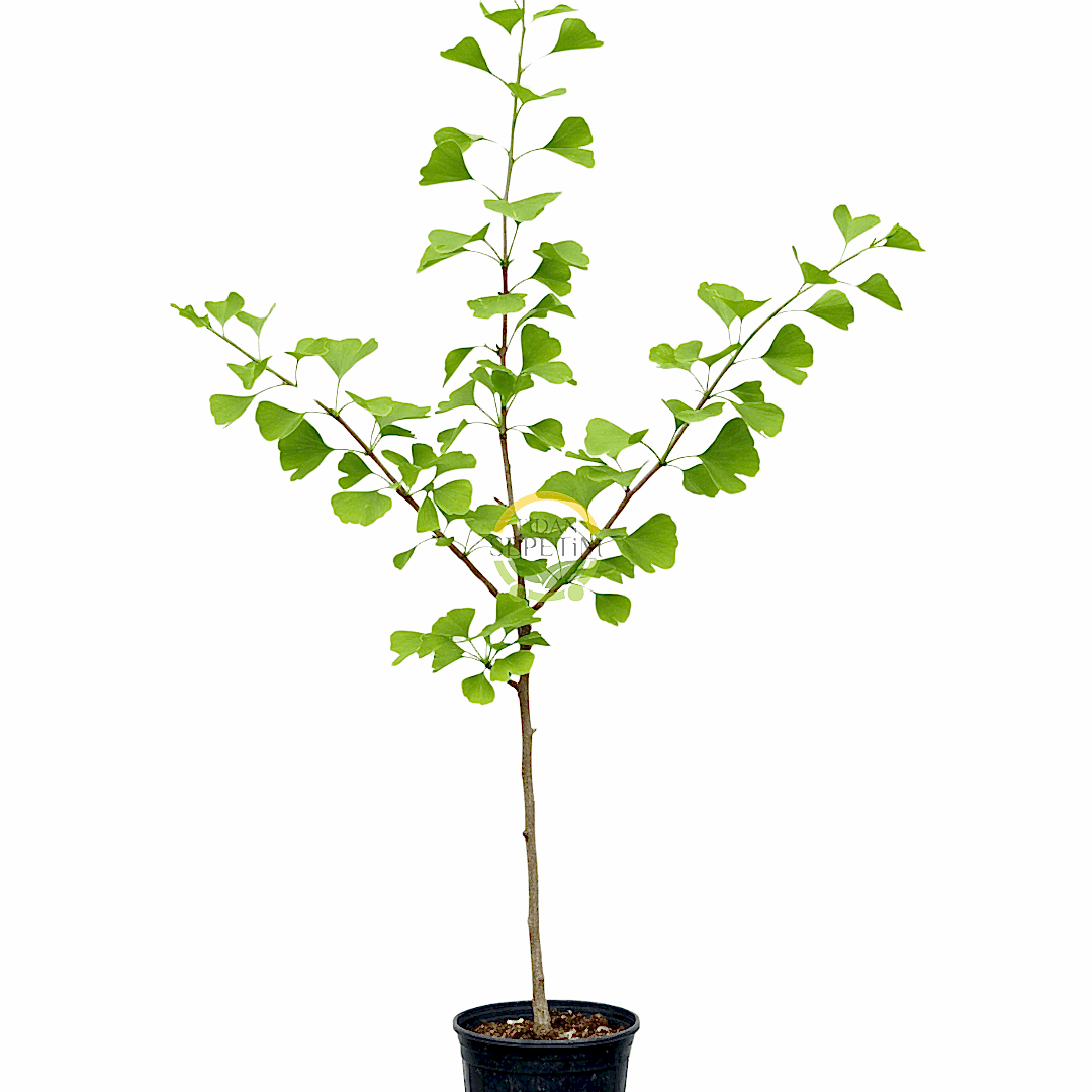 3 Yaş Ginkgo Biloba Mabet Ağacı Fidanı