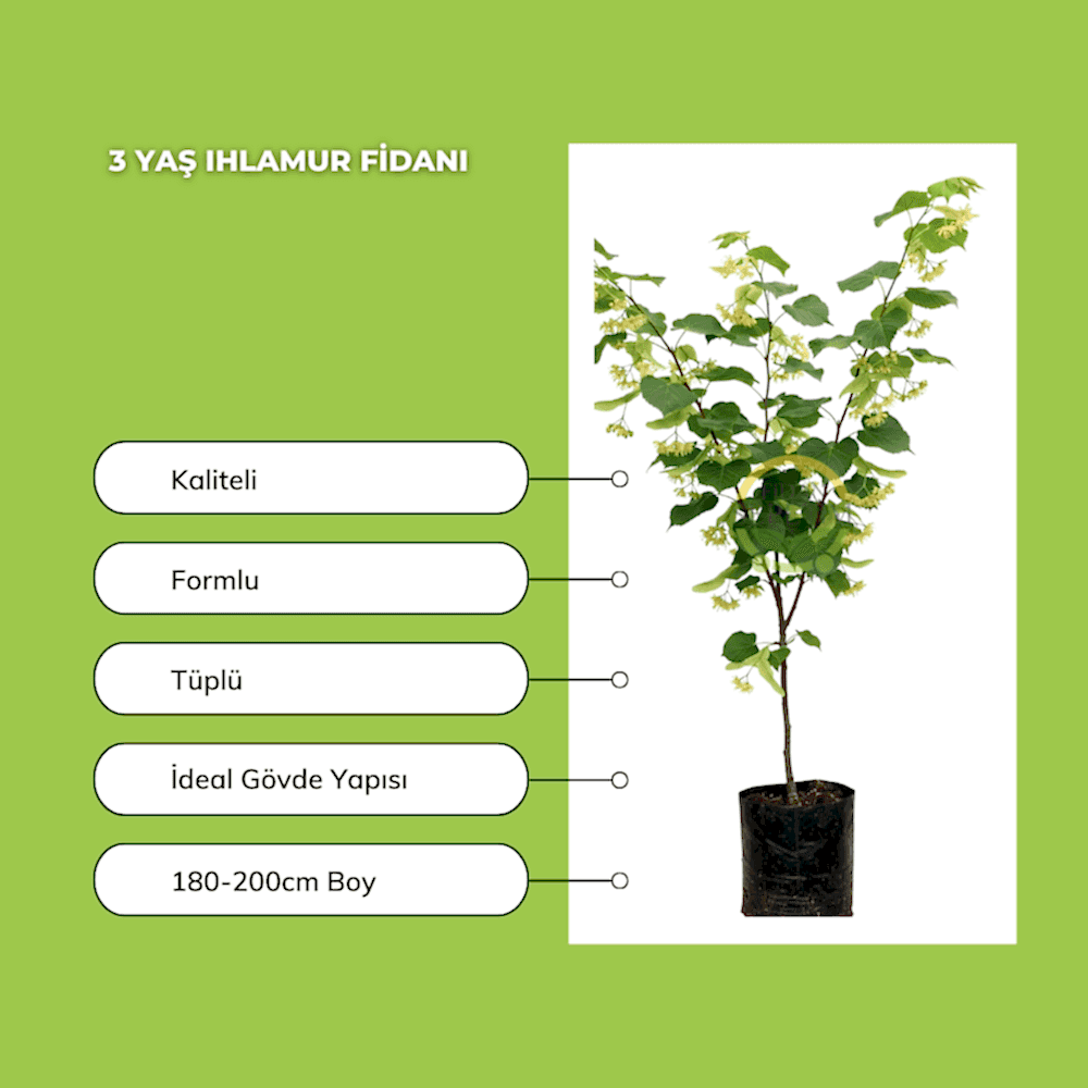 3 Yaş Ihlamur Fidanı