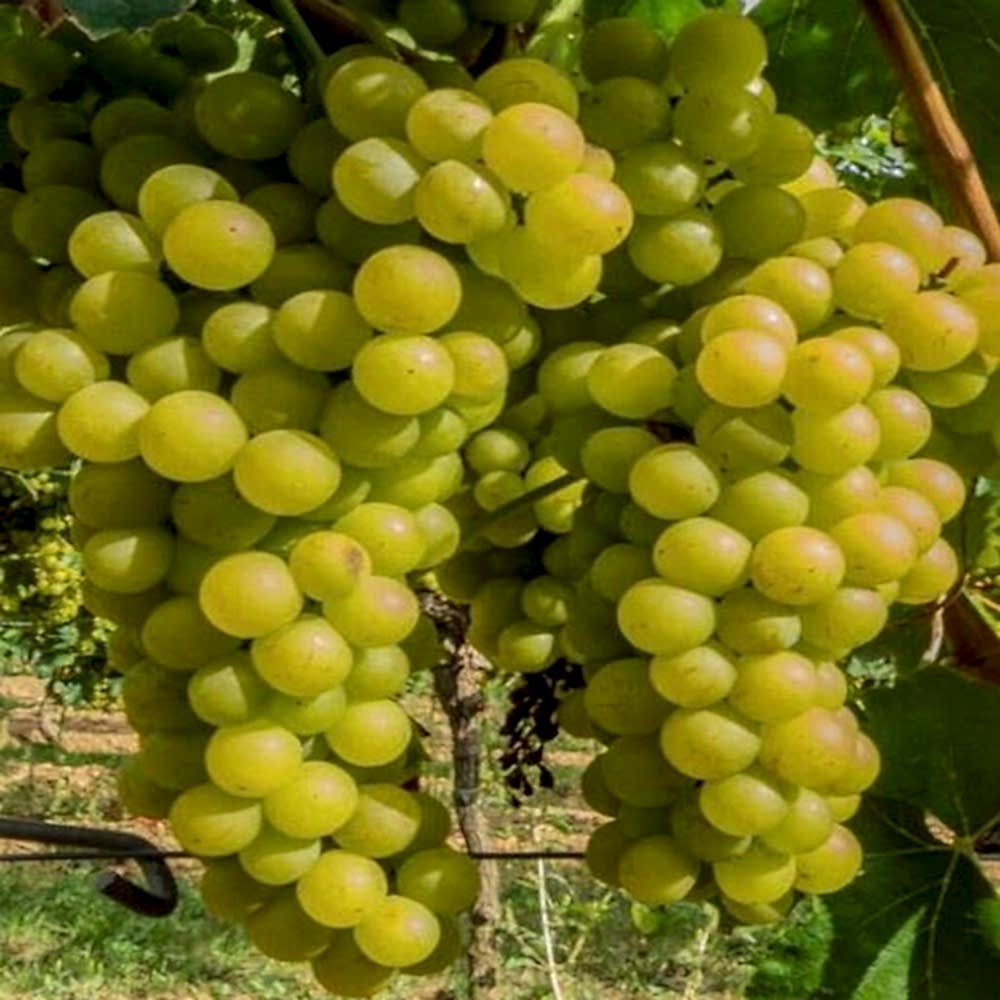 3 Yaş Kartal Üzüm Fidanı