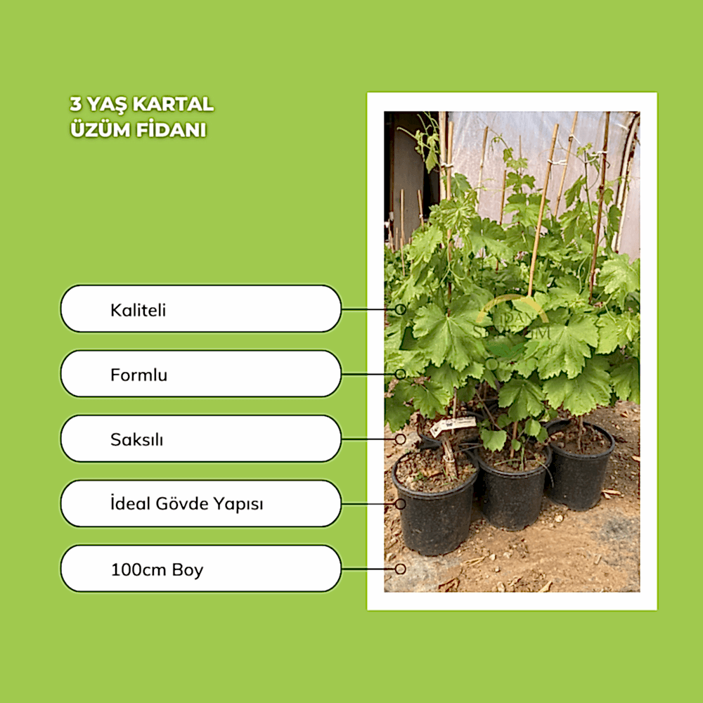 3 Yaş Kartal Üzüm Fidanı