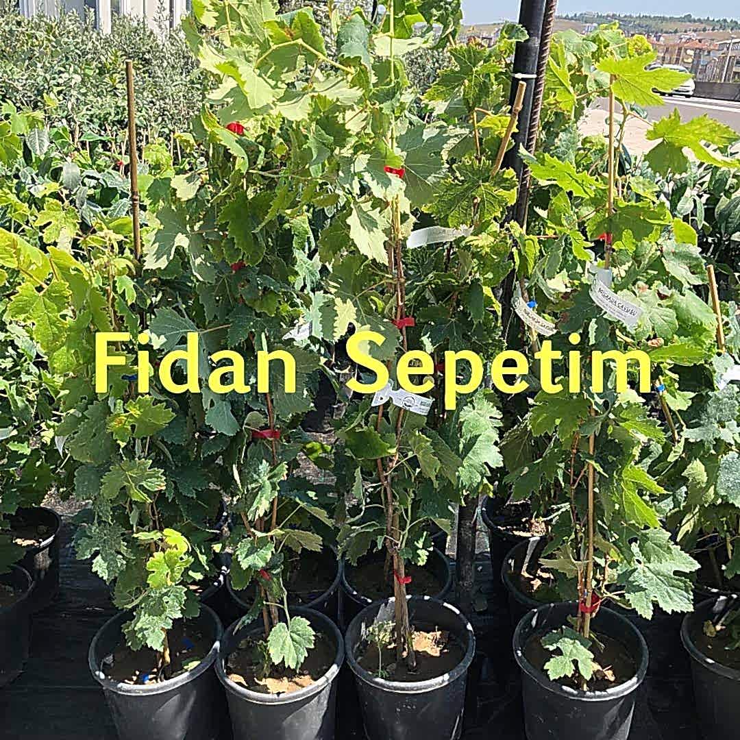 3 Yaş Kokulu Siyah İsabella Üzüm Fidanı