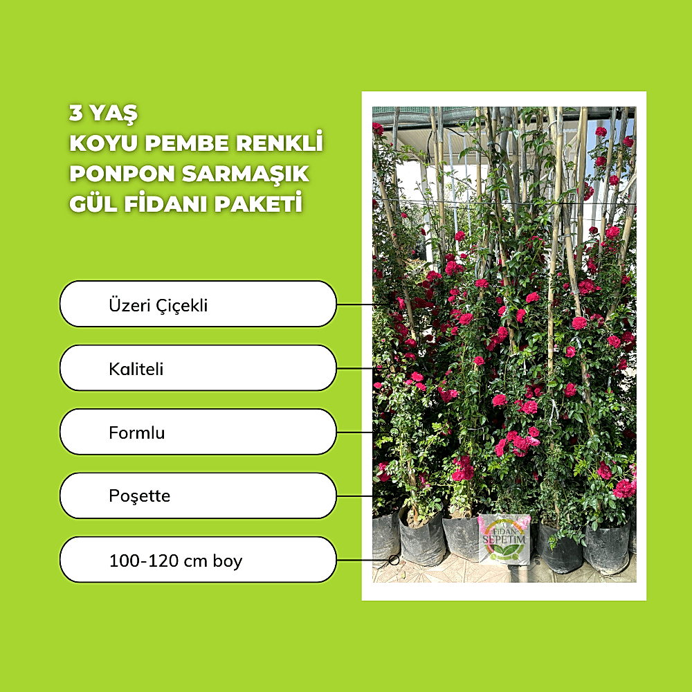 3 Yaş Koyu Pembe Renkli Ponpon Sarmaşık Gül Fidanı