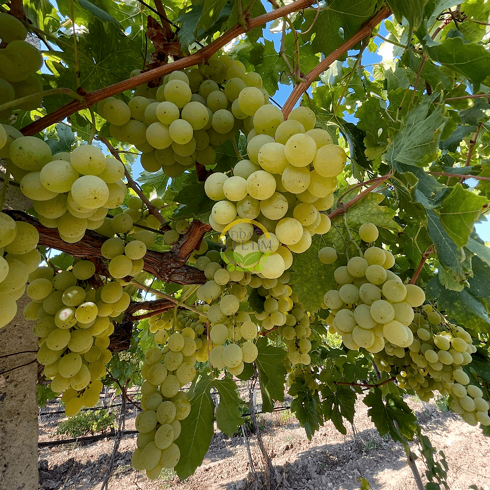 3 Yaş Müşküle Üzüm Fidanı