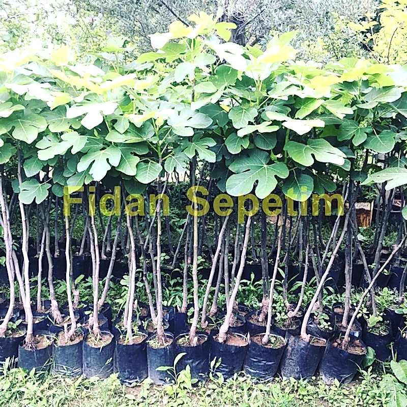 3 Yaş Patlıcan (Kavak) İncir Fidanı