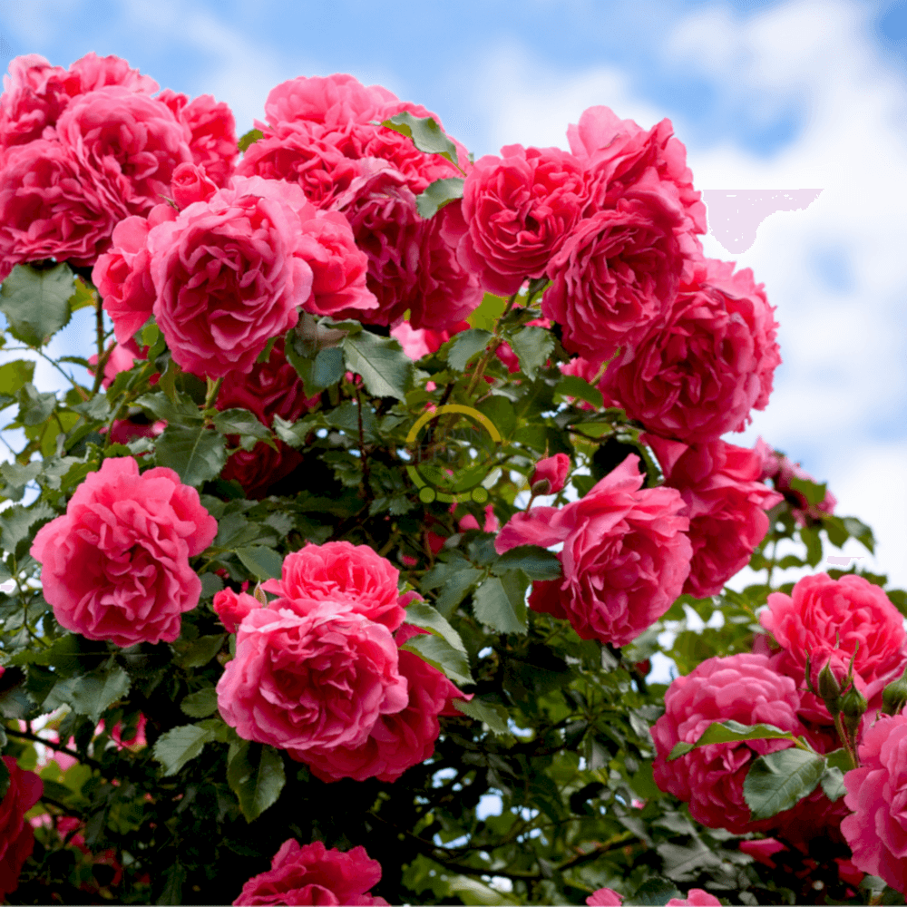 3 Yaş Pembe Renk Ponpon Sarmaşık Gül Fidanı