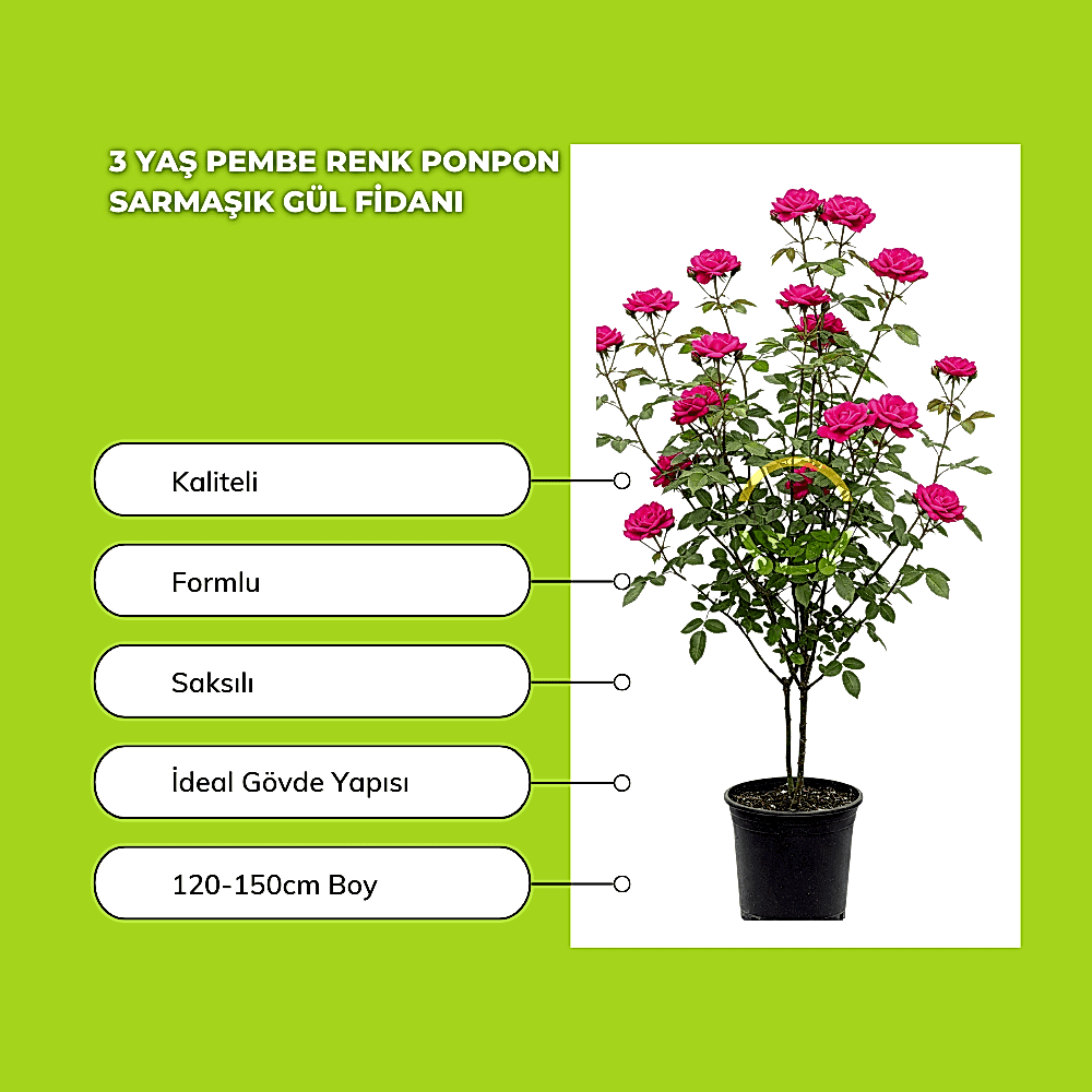 3 Yaş Pembe Renk Ponpon Sarmaşık Gül Fidanı