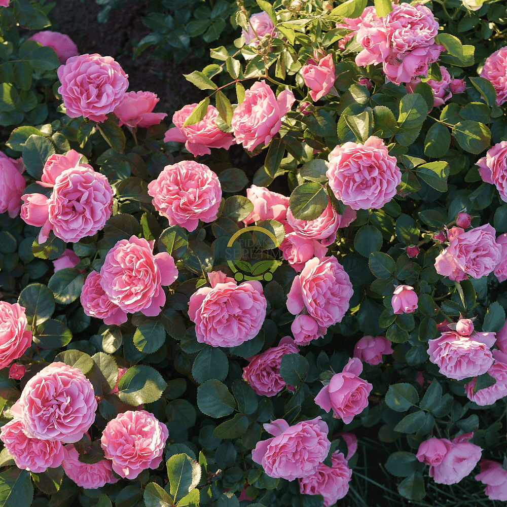 3 Yaş Pembe Renkli Isparta Sarmaşık Gül Fidanı