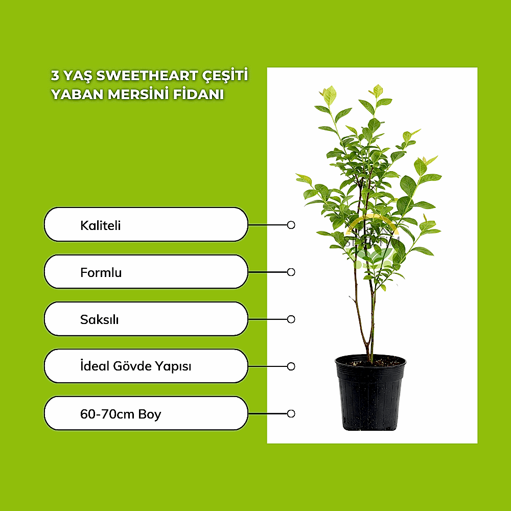 3 Yaş Sweetheart Çeşiti Yaban Mersini Fidanı