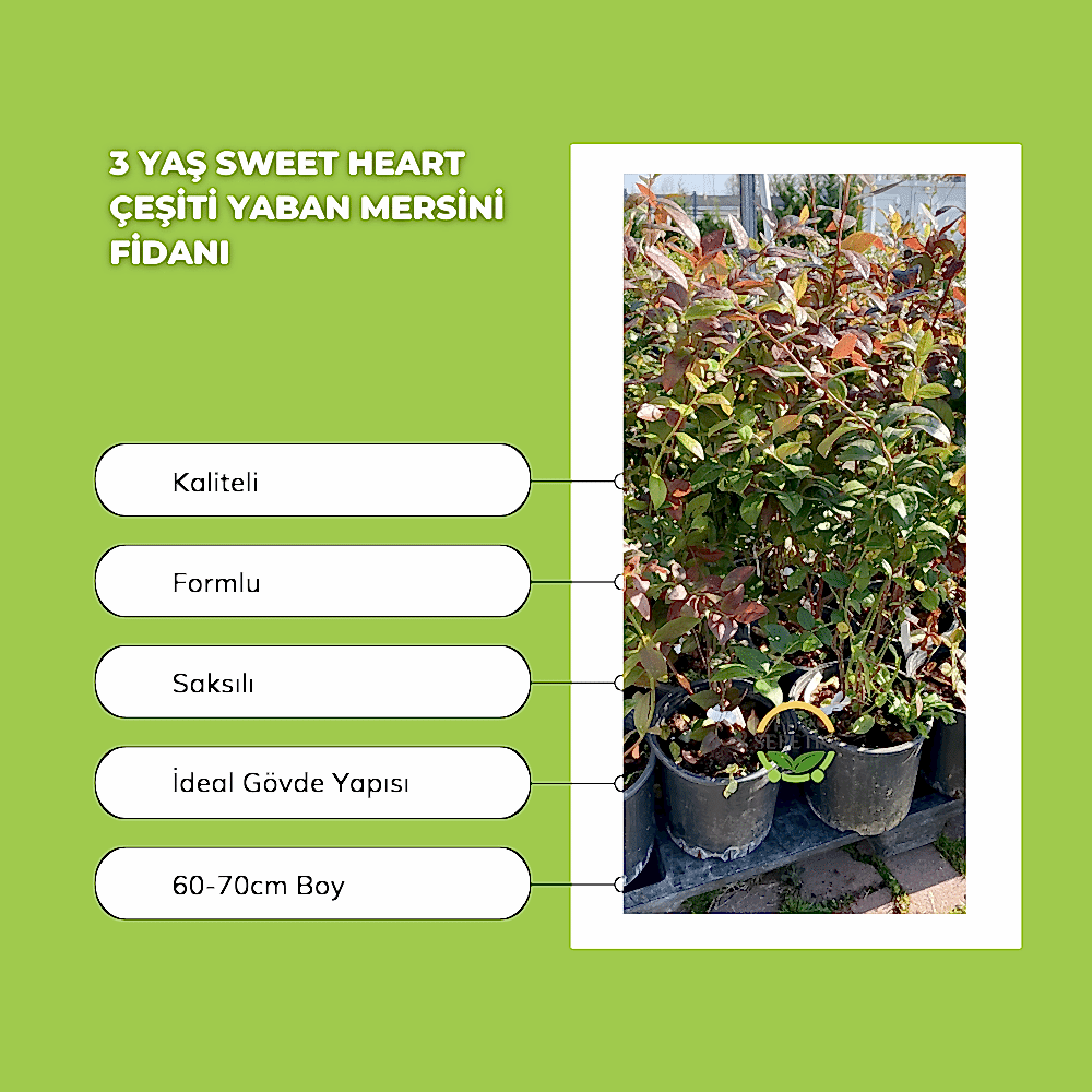 3 Yaş Sweetheart Çeşiti Yaban Mersini Fidanı 3 Yaş Sweetheart Çeşiti Yaban Mersini Fidanı