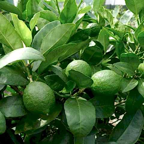 3 Yaş Tahiti Lime Fidanı *ÜZERİ MEYVELİ*