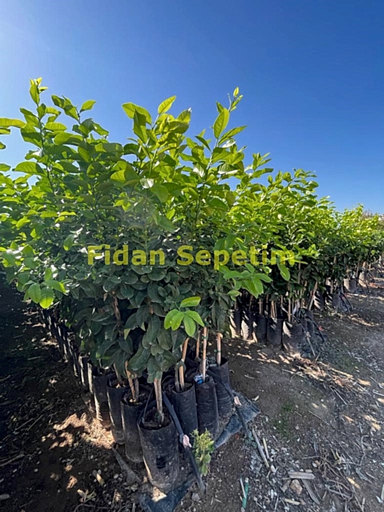 3 Yaş Tahiti Lime Fidanı *ÜZERİ MEYVELİ*