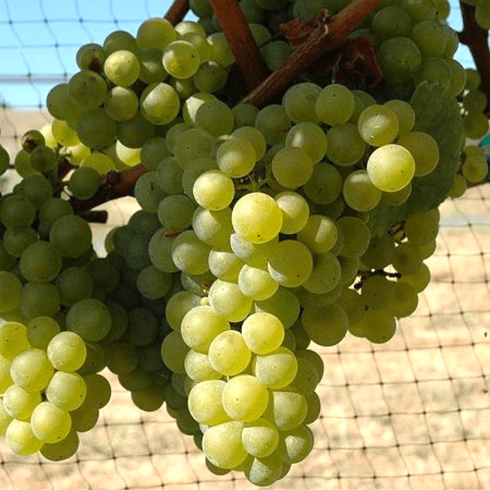 3 Yaş Victoria Üzüm Fidanı