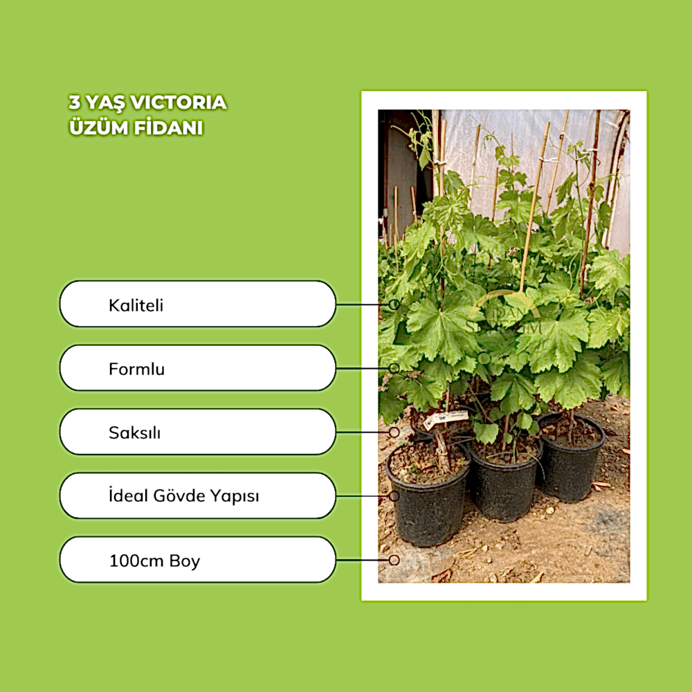 3 Yaş Victoria Üzüm Fidanı