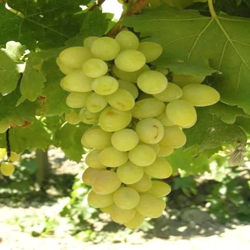 2 Yaş Yalova İncisi Üzüm Fidanı