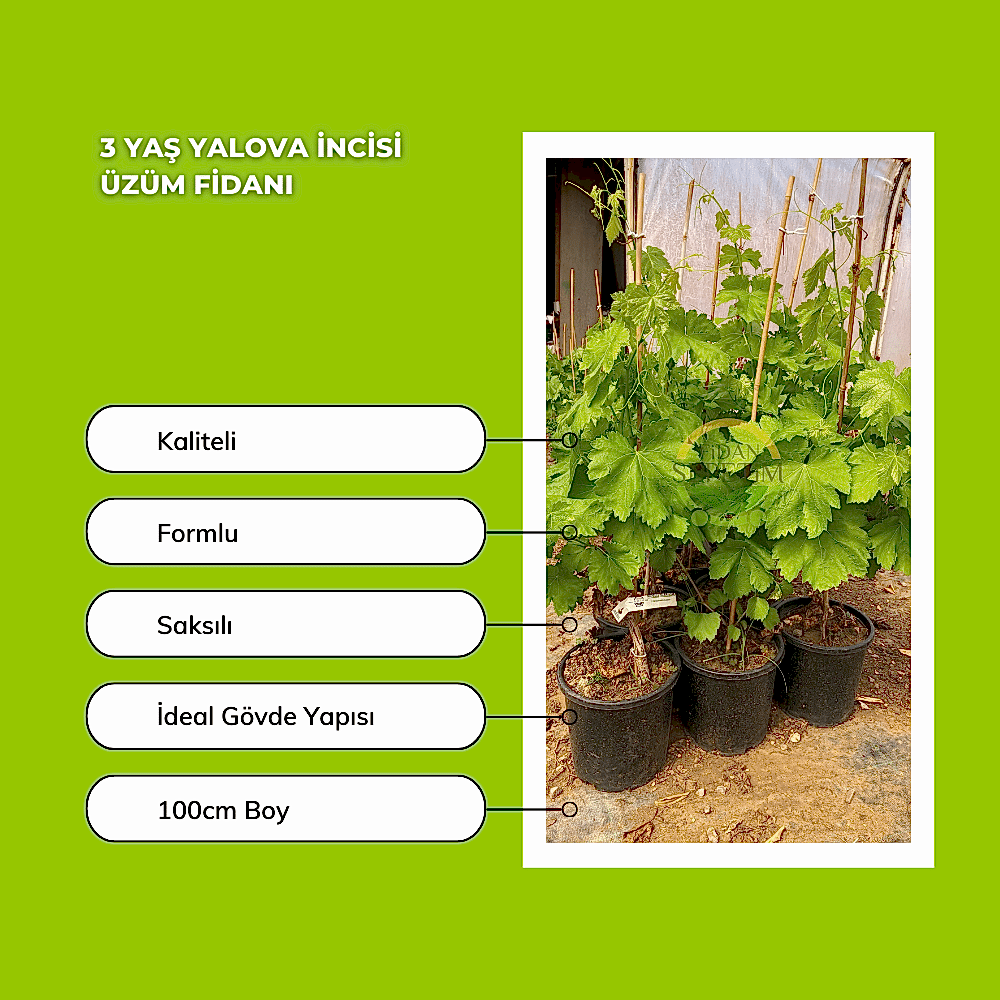 3 Yaş Yalova İncisi Üzüm Fidanı