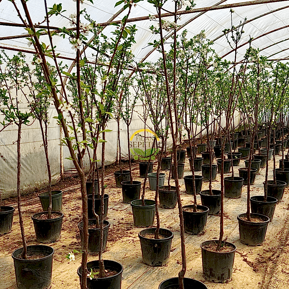 4 Yaş Aşılı Ağustos Papazı Erik Fidanı *Yarı Bodur*