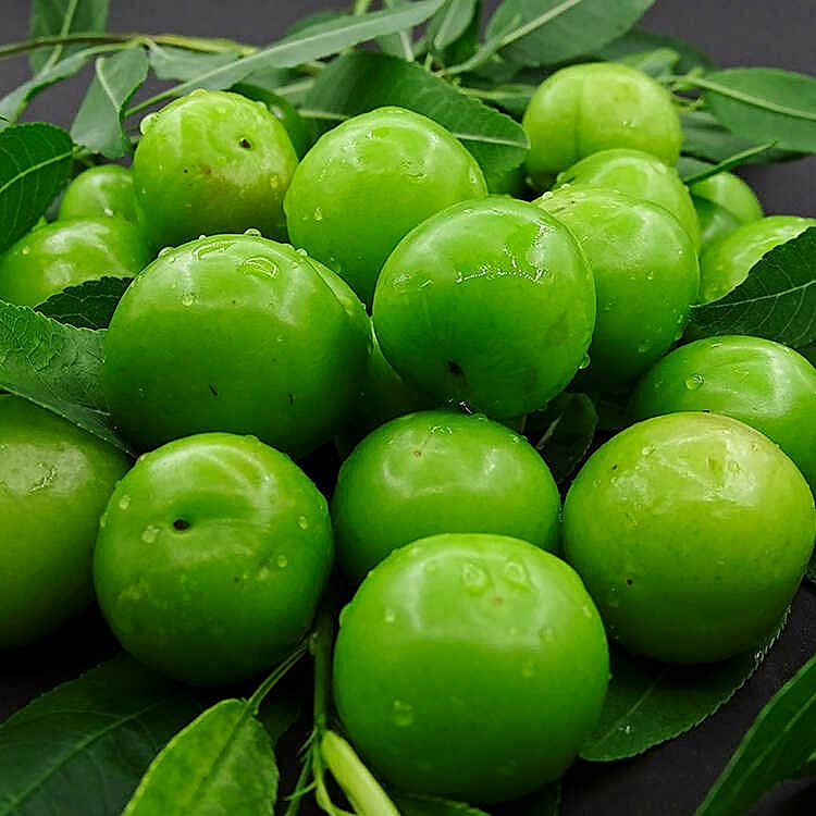 4 Yaş Aşılı Ağustos Papazı Erik Fidanı *Yarı Bodur*