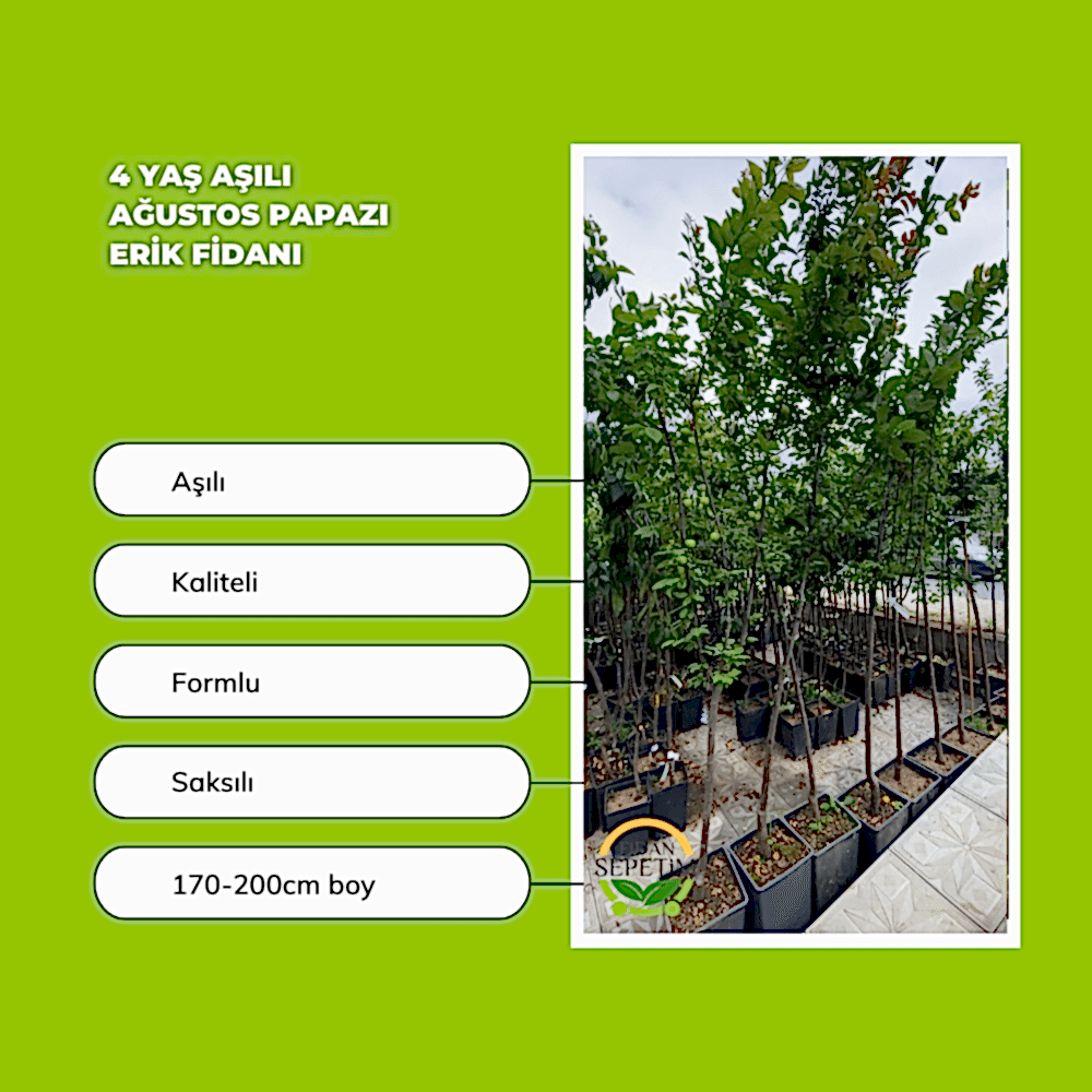 4 Yaş Aşılı Ağustos Papazı Erik Fidanı *Yarı Bodur*