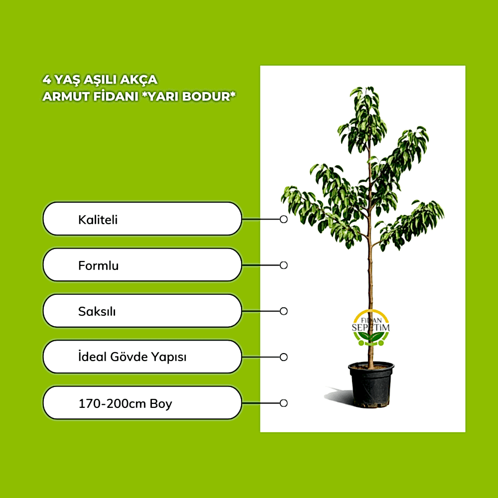 4 Yaş Aşılı Akça Armut Fidanı *Yarı Bodur*