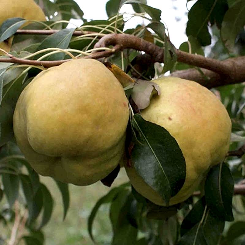 4 Yaş Aşılı Deveci Armut Fidanı *Yarı Bodur*