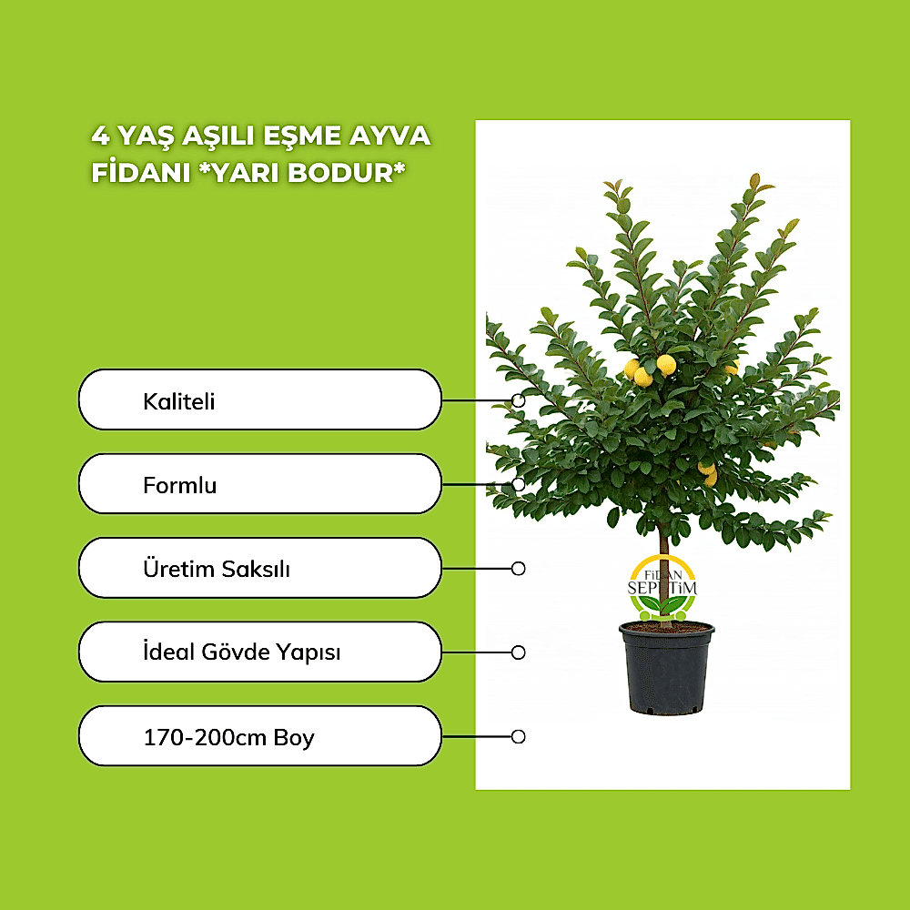 4 Yaş Aşılı Eşme Ayva Fidanı *Yarı Bodur*