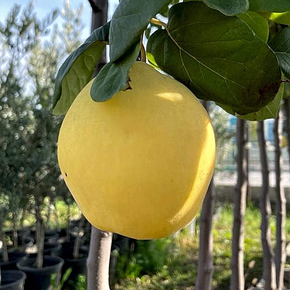 4 Yaş Aşılı Eşme Ayva Fidanı *Yarı Bodur*