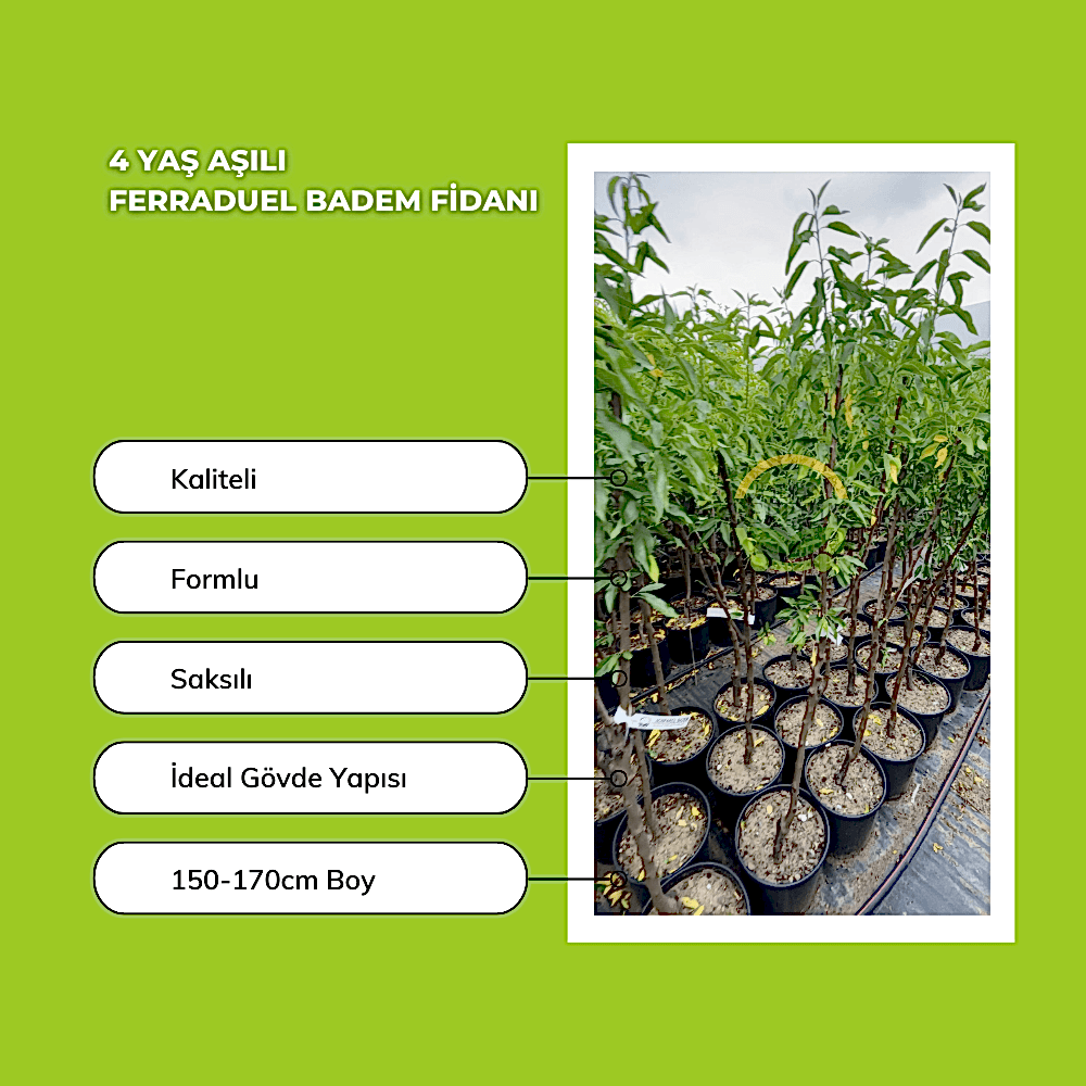 4 Yaş Aşılı Ferraduel Badem Fidanı