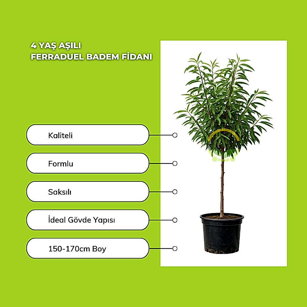 4 Yaş Aşılı Ferraduel Badem Fidanı